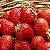 Morango Sensação - Frutos Grandes - 30 sementes - Imagem 1