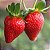 Sementes de Morango Sensação (Fragaria vesca) Frutos Grandes - Imagem 5