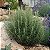 Sementes de Alecrim (Rosmarinus officinalis) - Imagem 2