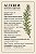 Sementes de Alecrim (Rosmarinus officinalis) - Imagem 5