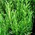 Sementes de Alecrim (Rosmarinus officinalis) - Imagem 4