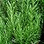 Sementes de Alecrim (Rosmarinus officinalis) - Imagem 1