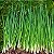 Sementes de Cebolinha Francesa Folha Fina (Allium schoenoprasum) - Imagem 3