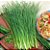 Sementes de Cebolinha Francesa Folha Fina (Allium schoenoprasum) - Imagem 2