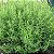 Estragão Russo "Erva Dragão" - 50 sementes (Artemisia dracunculus) - Imagem 1