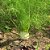 20 Sementes de Funcho Doce (Foeniculum vulgare) - Imagem 1