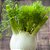 Sementes de Funcho Doce (Foeniculum vulgare) - Imagem 1