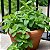 Sementes de Hortelã Pimenta Peppermint (Mentha piperita) - Imagem 3