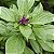 Manjericão Canela - 20 sementes (Ocimum basilicum L.) - Imagem 1