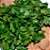 100 Sementes de Salsa Lisa (Petroselinum crispum) - Imagem 2