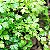 Sementes de Salsa Lisa (Petroselinum crispum) - Imagem 2