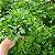 Sementes de Salsa Lisa (Petroselinum crispum) - Imagem 1