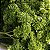 Salsa Crespa - 100 sementes (Petroselinum crispum) - Imagem 1