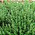 Sementes de Tomilho (Thymus vulgaris) - Imagem 1
