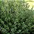 Sementes de Tomilho (Thymus vulgaris) - Imagem 2