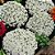 Sementes da Flor Alyssum Branco Flor de Mel (Lobularia maritima) - Imagem 3