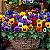 Amor Perfeito Suiço Gigante Sortido (Viola tricolor) - 50 SEMENTES - Imagem 2