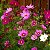 Sementes da Flor Cosmos Sortida (Cosmos bipinnatus) - Imagem 3