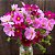 Cosmos Sortida (Cosmos bipinnatus) - 50 SEMENTES - Imagem 2
