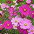 50 Sementes da Flor Cosmos Sortida (Cosmos bipinnatus) - Imagem 1