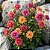 Dália Dobrada Anã Sortida (Dahlia pinnata) - 20 sementes - Imagem 1