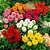 Sementes da Flor Dália Dobrada Anã Sortida - Dahlia pinnata - Imagem 2