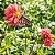 Sementes da Flor Dália Dobrada Anã Sortida (Dahlia pinnata) - Imagem 7
