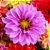 Sementes da Flor Dália Dobrada Anã Sortida (Dahlia pinnata) - Imagem 6