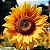 Sementes de Girassol Amarelo Alto (Helianthus annuus) - Imagem 1