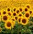 Sementes de Girassol Amarelo Alto (Helianthus annuus) - Imagem 2