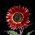 Girassol Noturno - 10 sementes - Imagem 1