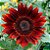 Girassol Vermelho - 10 sementes - Imagem 3