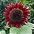 Sementes de Girassol Vermelho (Helianthus annuus) - Imagem 1