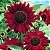 Sementes de Girassol Vermelho (Helianthus annuus) - Imagem 2