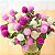 Sementes da Flor Perpétua Sortida (Gomphrena globosa) - Imagem 2