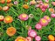 Sementes da Flor Sempre Viva Sortida - Helichrysum breacteatum - Imagem 4