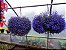Lobélia Azul - 500 sementes - Imagem 5