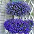 Sementes da Flor Lobélia Azul (Lobelia erinus) - Imagem 4