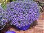 Sementes da Flor Lobélia Azul - Lobelia erinus - Imagem 7