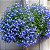 Sementes da Flor Lobélia Azul (Lobelia erinus) - Imagem 2