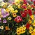 Jóia do Cabo Sortida (Nemesia strumosa) - 100 SEMENTES - Imagem 3