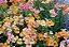 Jóia do Cabo Sortida (Nemesia strumosa) - 100 SEMENTES - Imagem 6