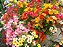 Jóia do Cabo Sortida (Nemesia strumosa) - 100 SEMENTES - Imagem 4
