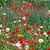 Papoula Singela Sortida (Papaver rhoeas) - 500 SEMENTES - Imagem 2