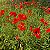 Papoula Singela Sortida (Papaver rhoeas) - 500 SEMENTES - Imagem 3