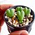 Sementes de Conophytum bilobum (10 sementes) - Imagem 3