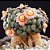 Sementes de Aloinopsis schooneesii (10 sementes) - Imagem 1