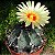 10 Sementes de Astrophytum capricorne (Cactos) - Imagem 1