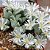 Sementes de Conophytum herreanthus (10 sementes) - Imagem 1