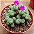 Sementes de Conophytum minutum (10 sementes) - Imagem 1